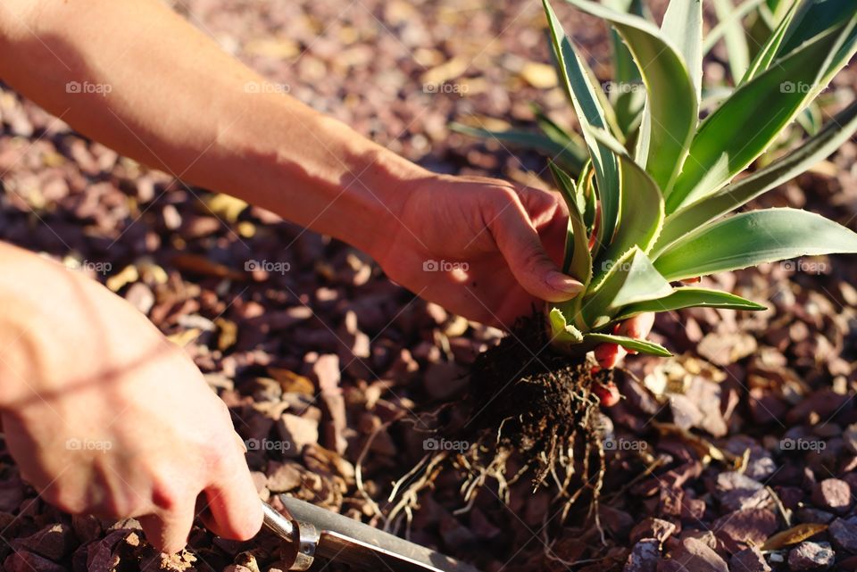 Planting agave