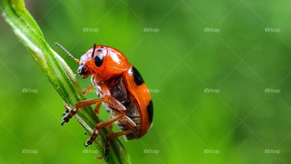 orange colour bug a beautiful grass with blurred green plants background