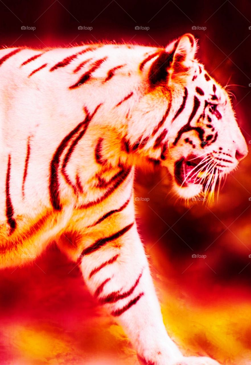 Tiger, tiger, burning bright
In the forests of the night,
What immortal hand or eye
Could frame thy fearful symmetry?
(William Blake, 1757-1827)