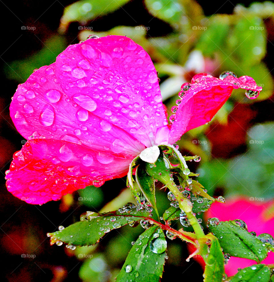 Waterdrop on pink flower