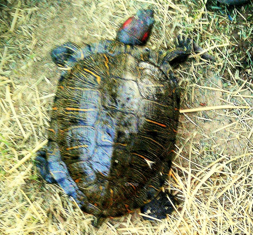 10yo. Red-eared Slider  pond turtle,  the first to inhabit my backyard rescue in AZ.