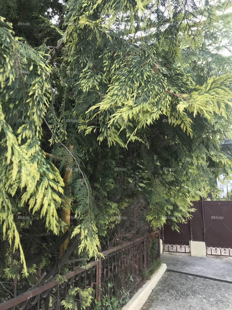 Природа Сочи