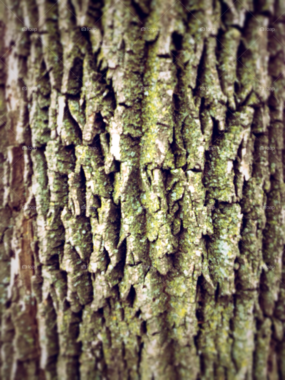 green tree park brown by squishypie