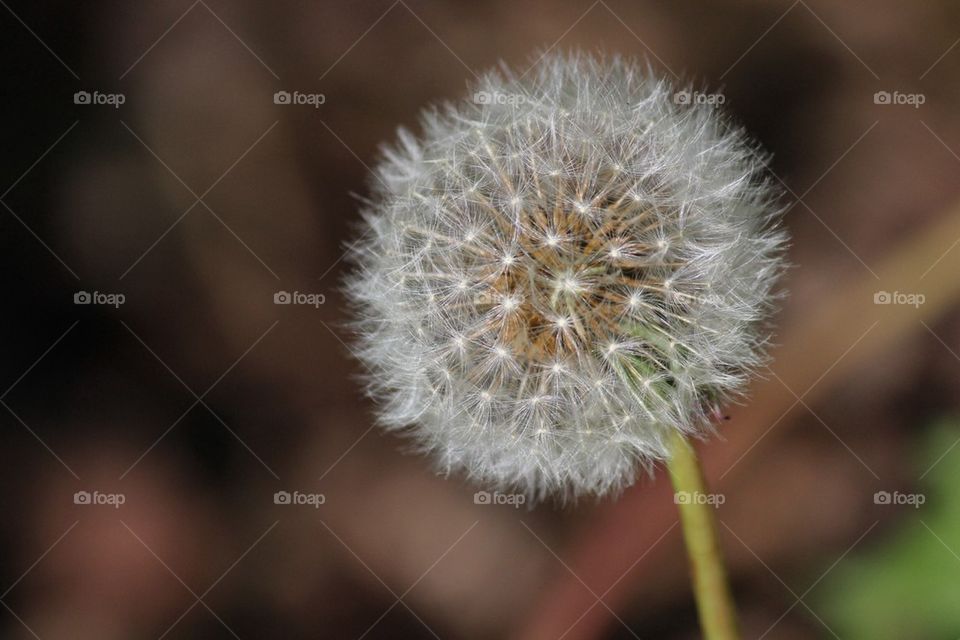 Dandelion blooming in garden