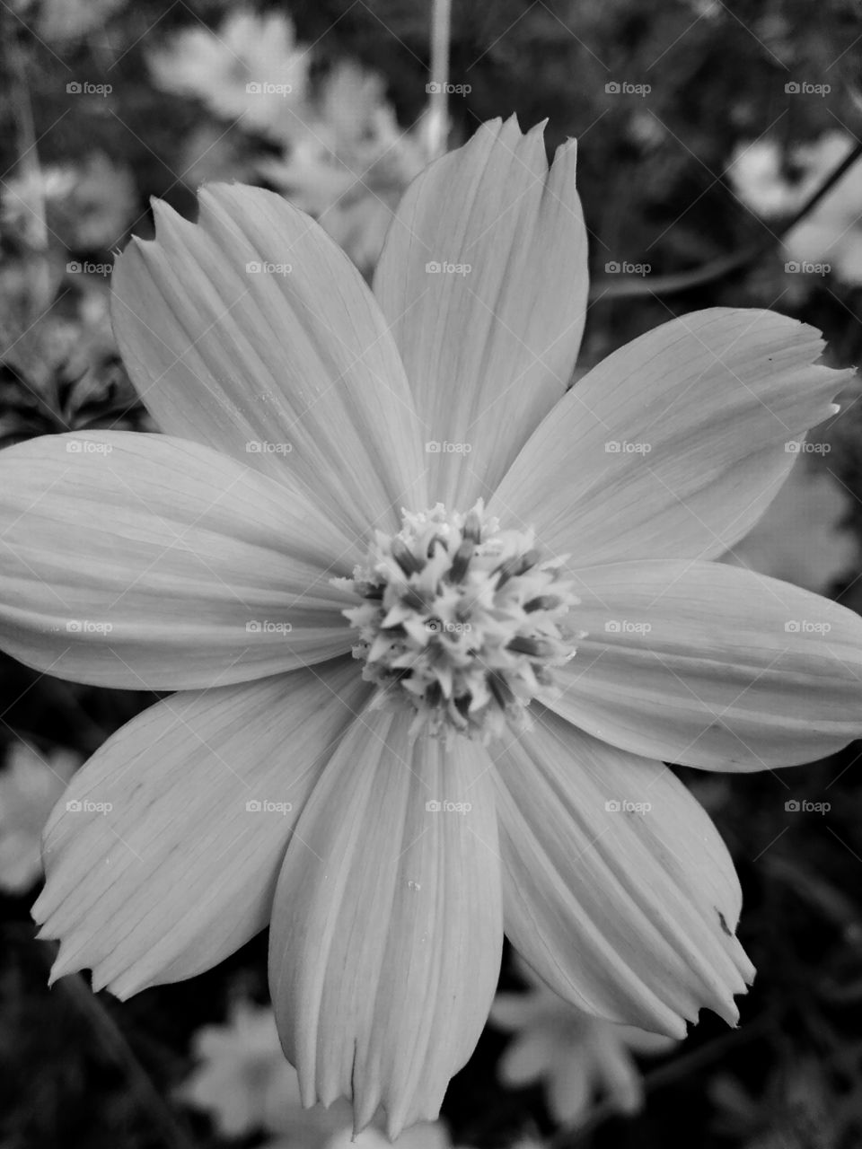 white flower in garden