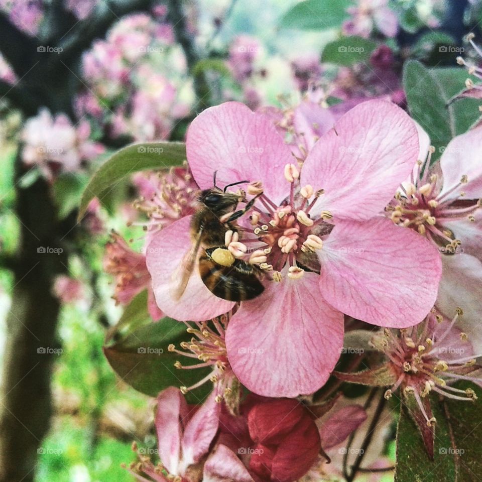 bee on a cherry blossom