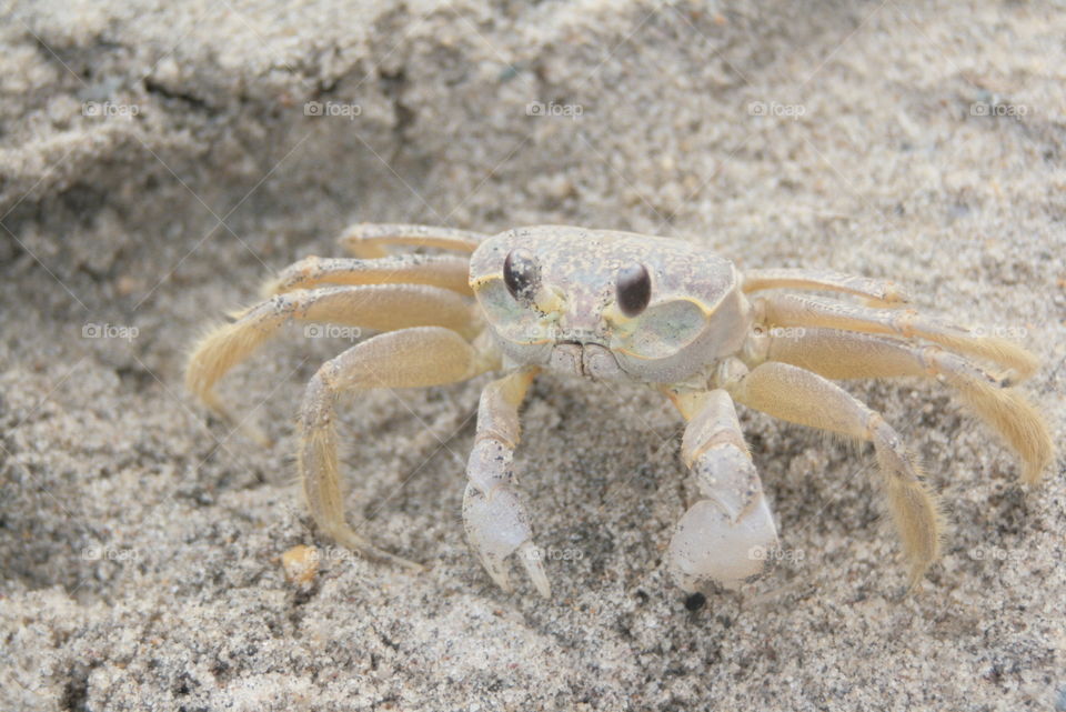 Crabby crab