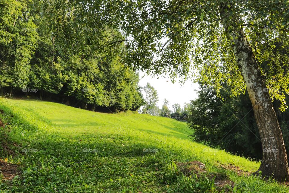 Tree along the mountain path