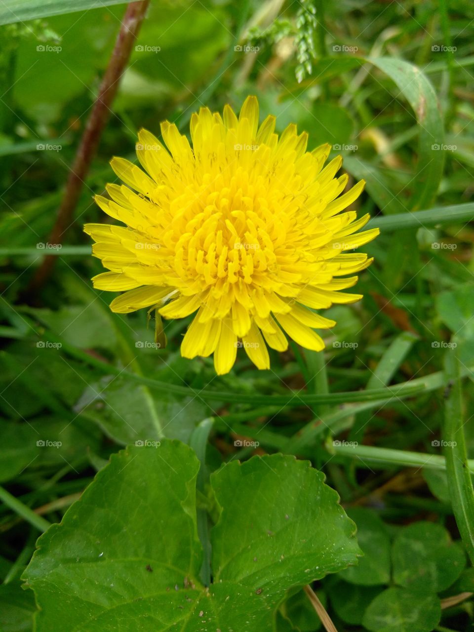It's sure does amaze me how such a small simple weed can put the most beautiful shade of yellow in your yard