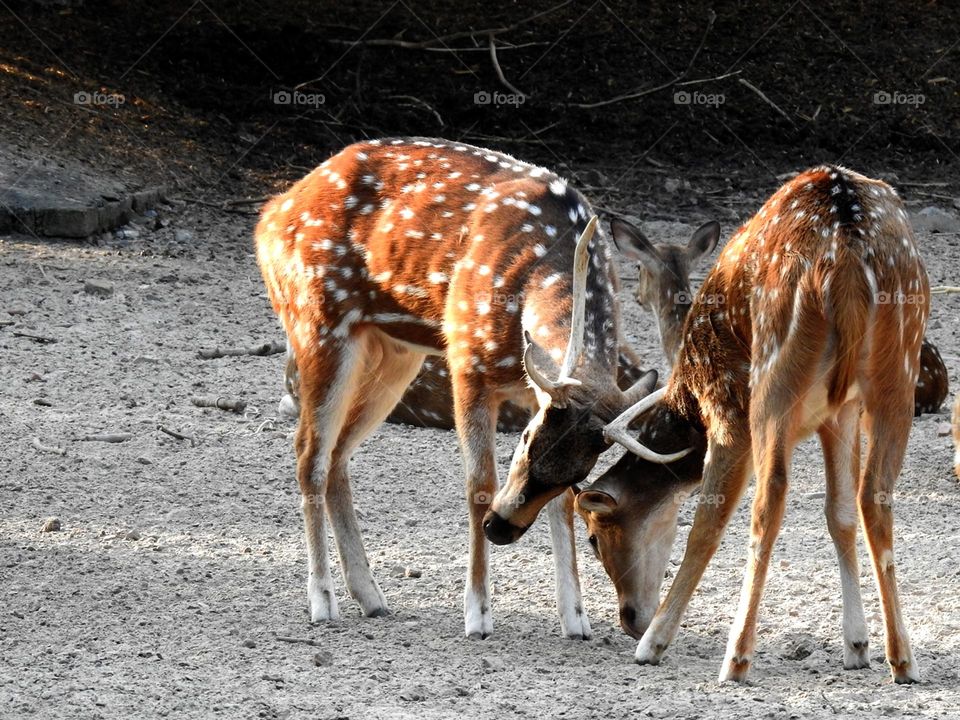 Indian wild life