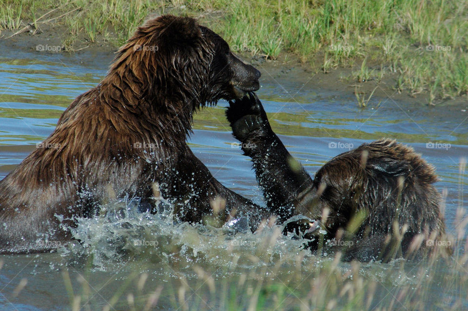 river wildlife bear fight by illusionfactory