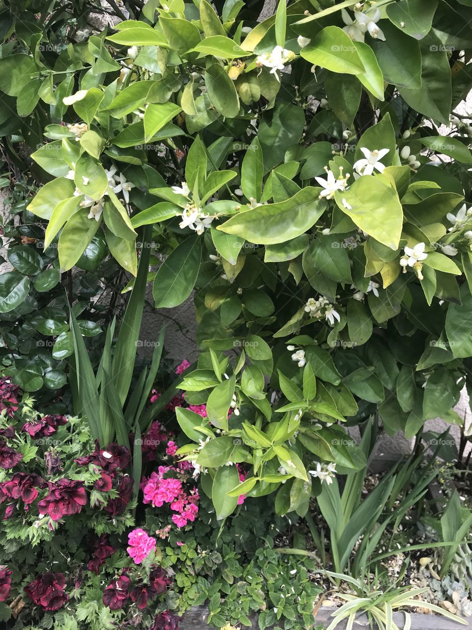 Citrus tree in bloom 