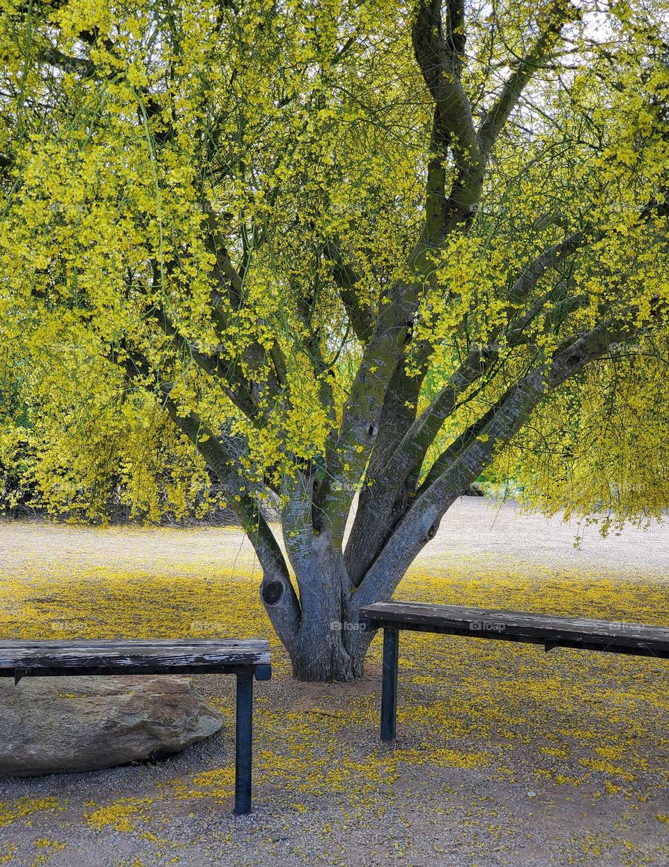 Benches Under Flowering Tree