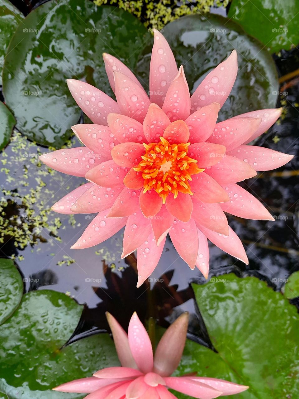 Water lily.