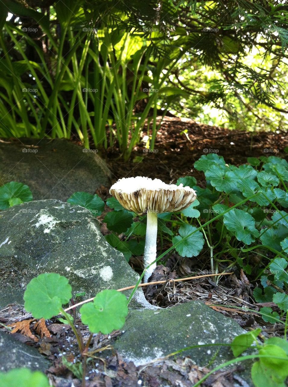 Mushroom by rock under bush