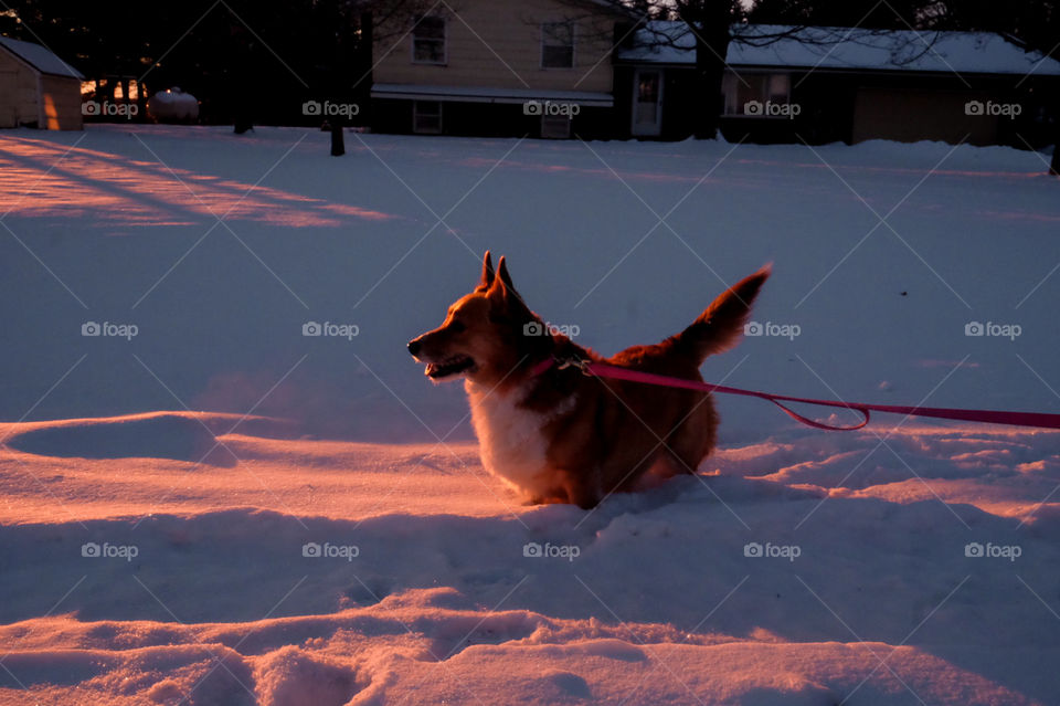 One, No Person, Dog, Snow, Mammal