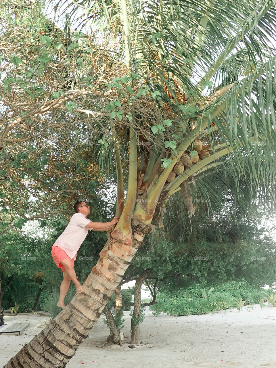 Man climbing a palm tree 