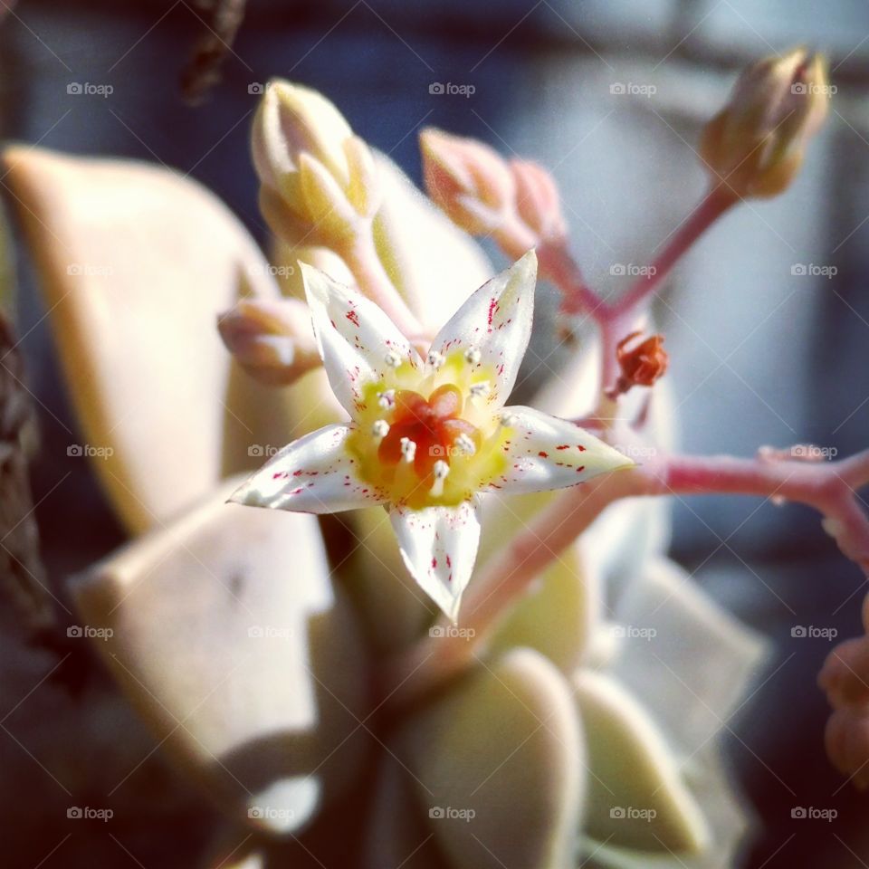 succulent blossom...perfect star with beautiful colors
