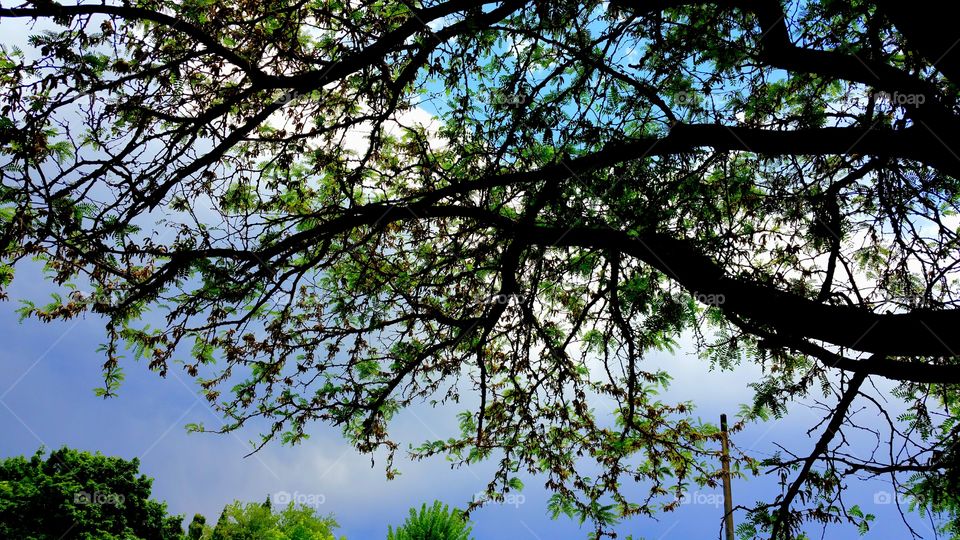 tree limbs and overcast sky