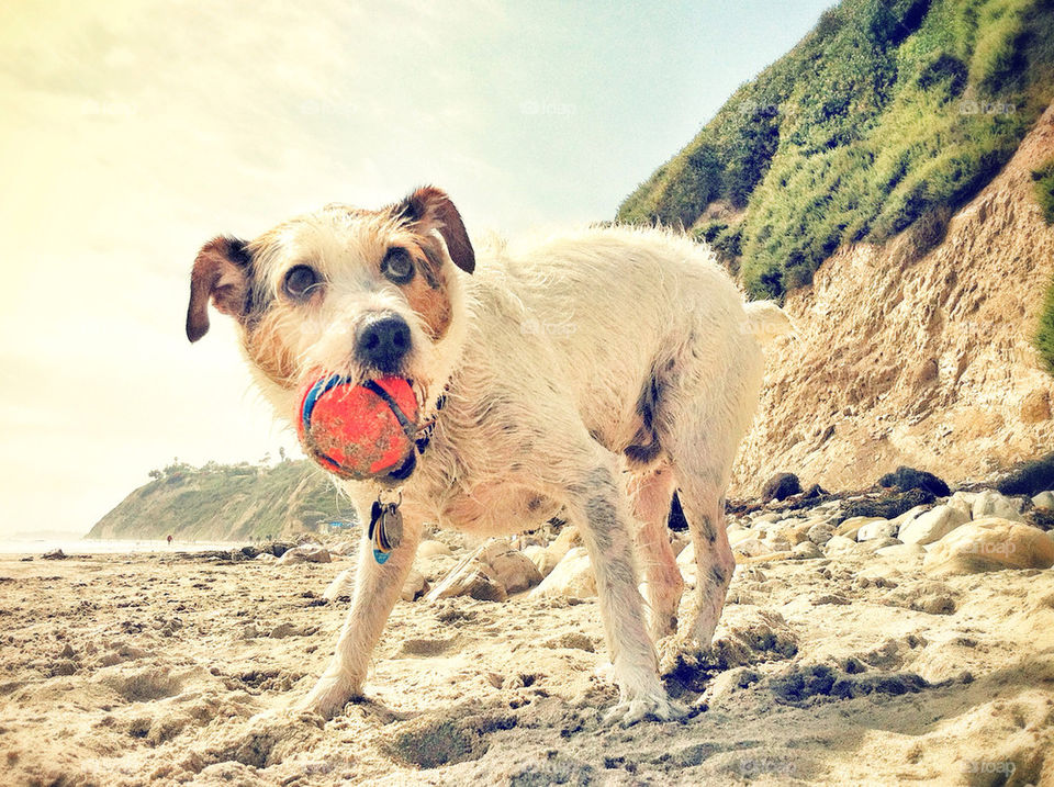 beach dog ball terrier by infostyx