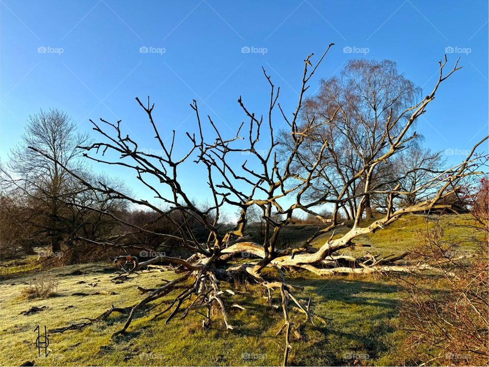 Symbolic Nature life and death dna scheme by #hookolsson