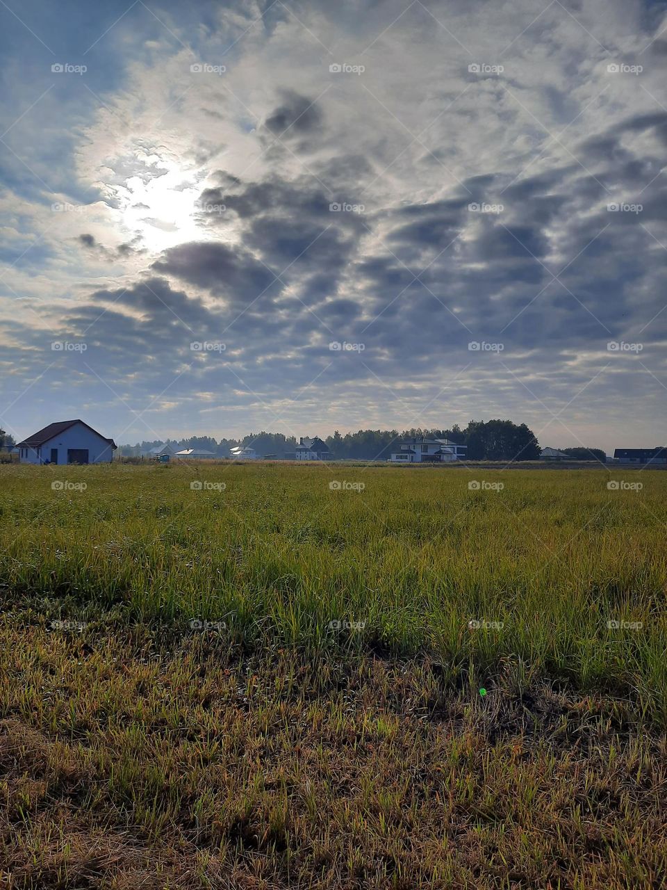 countryside  in the morning