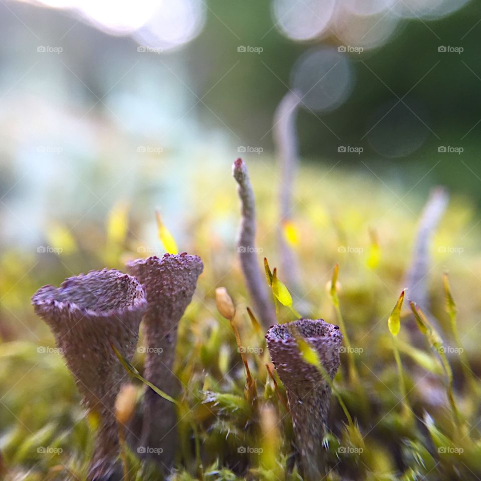 Forest floor - moss