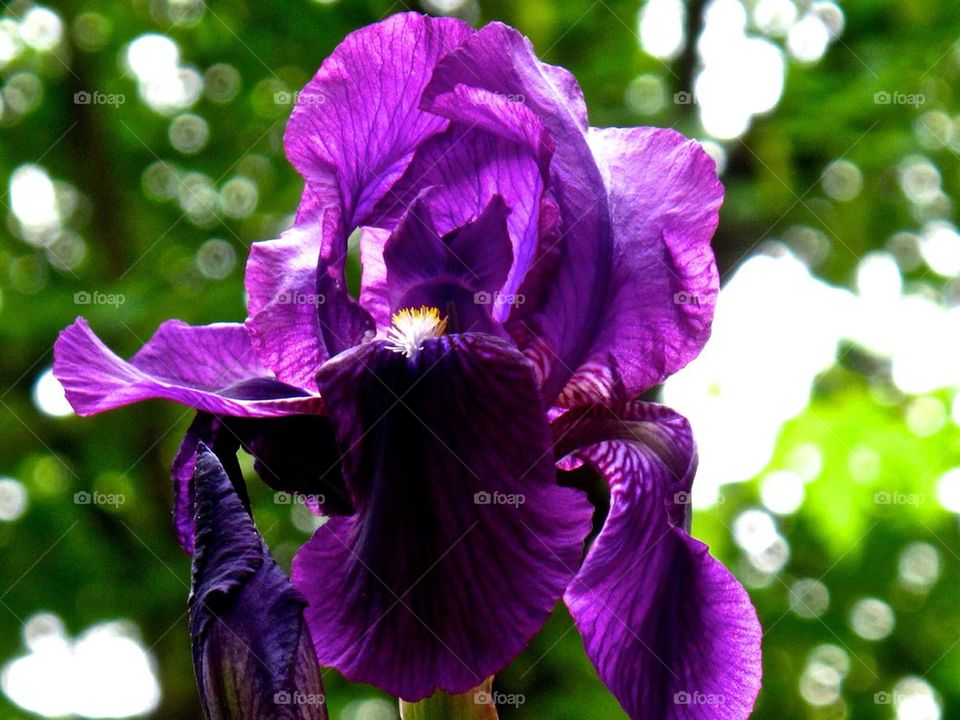 Close-up of purple flower