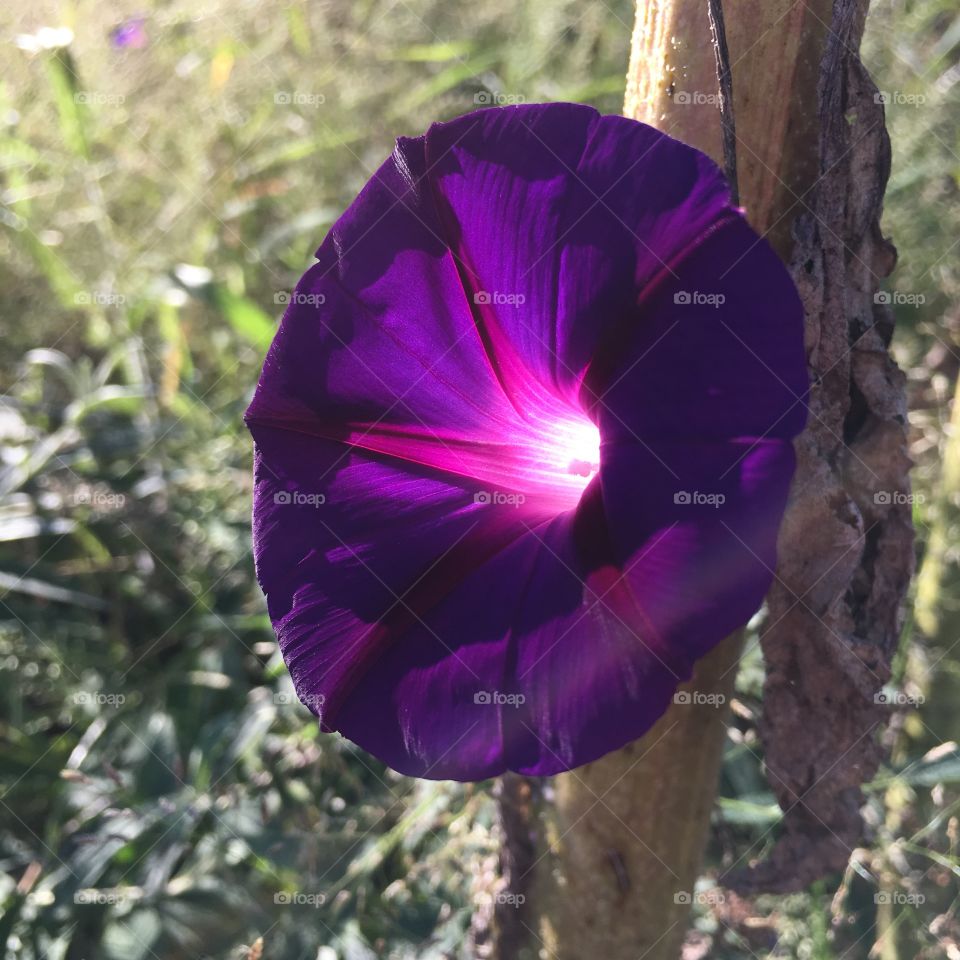 Purple flower