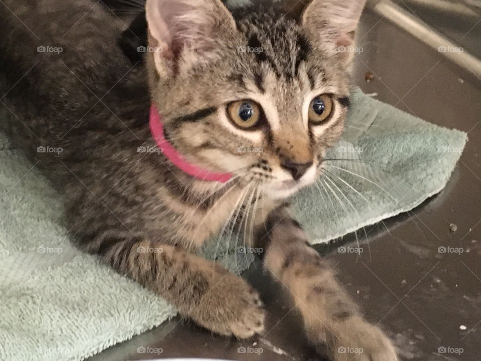 Beautiful kittens up for adoption at PetSmart 