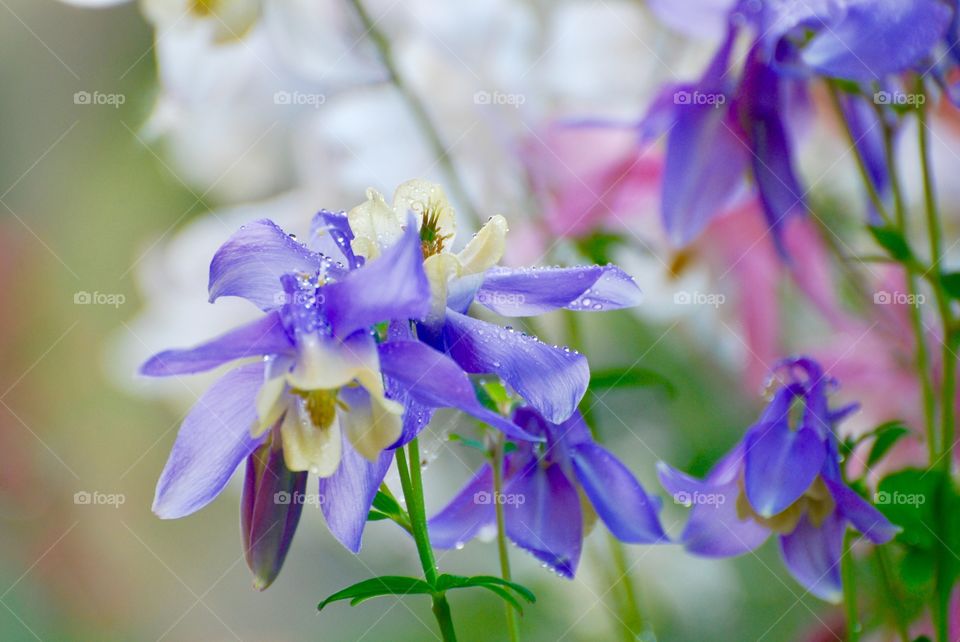 columbine