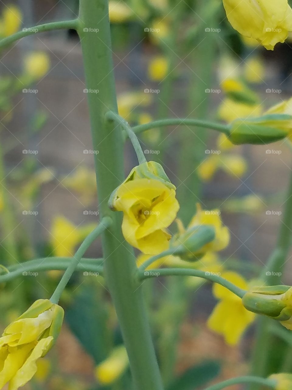 Beautiful macro shots