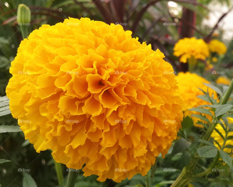 yellow flower