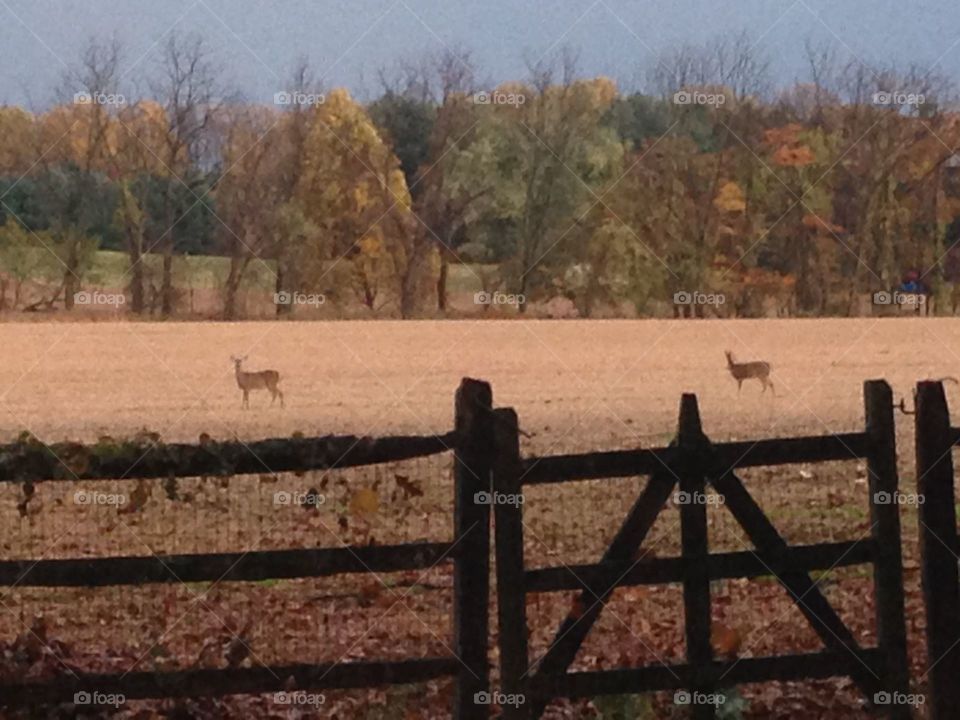 Deer in field 