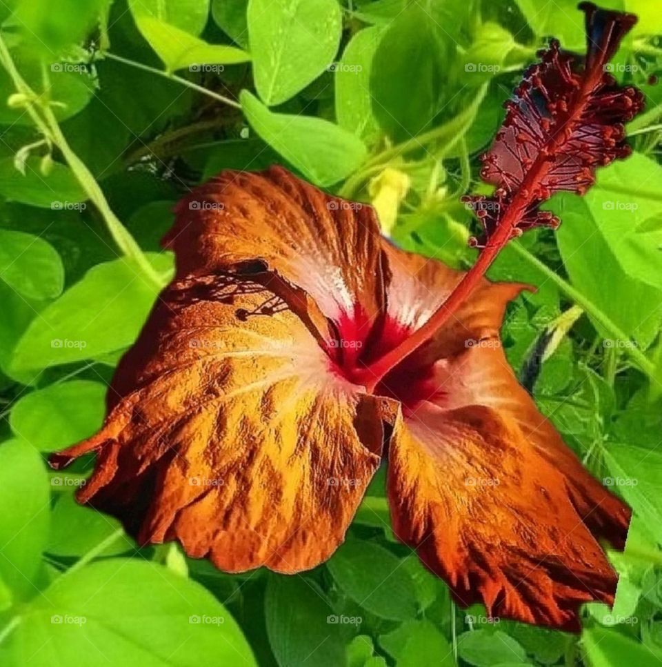 most beautiful and attractive flowers in the garden.