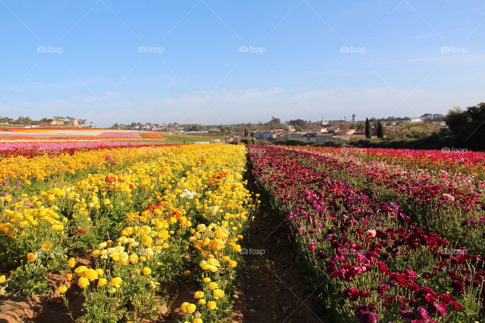 Flower, No Person, Agriculture, Growth, Cropland