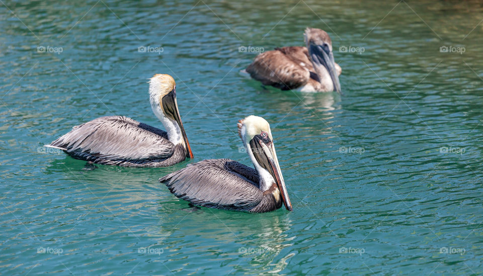 Three pelicans in the lake