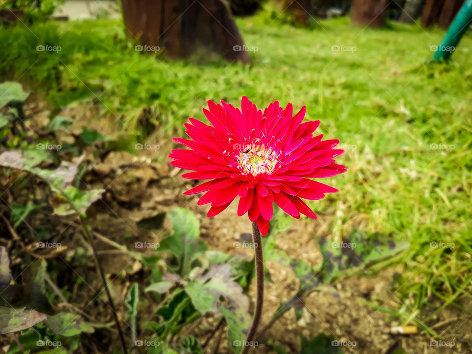 An ant on red flower