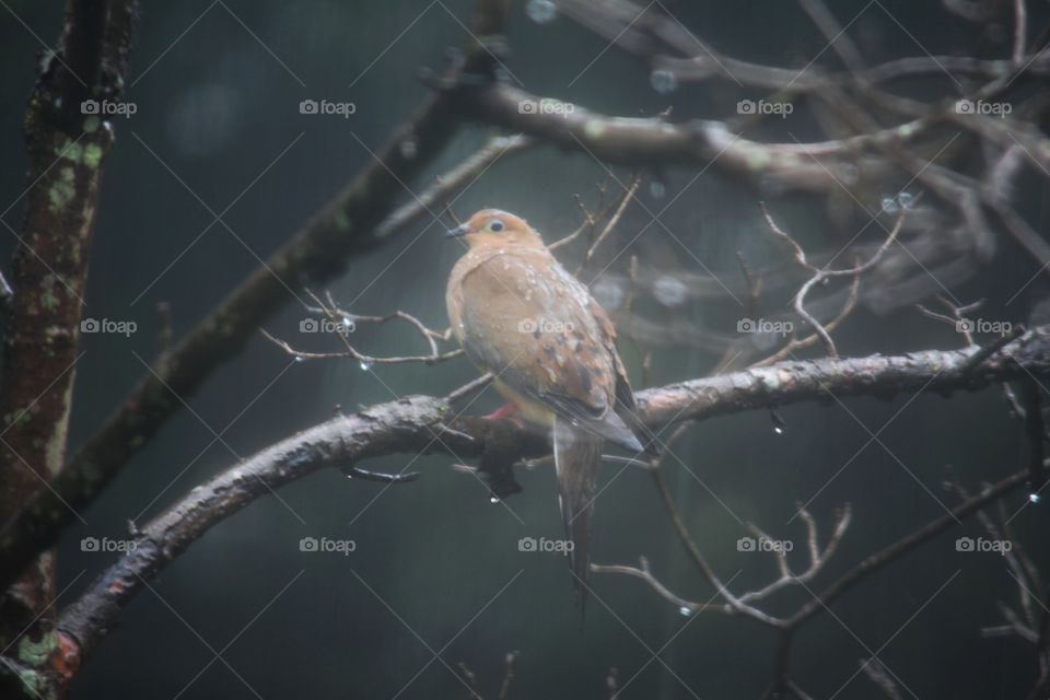 Mourning Dove