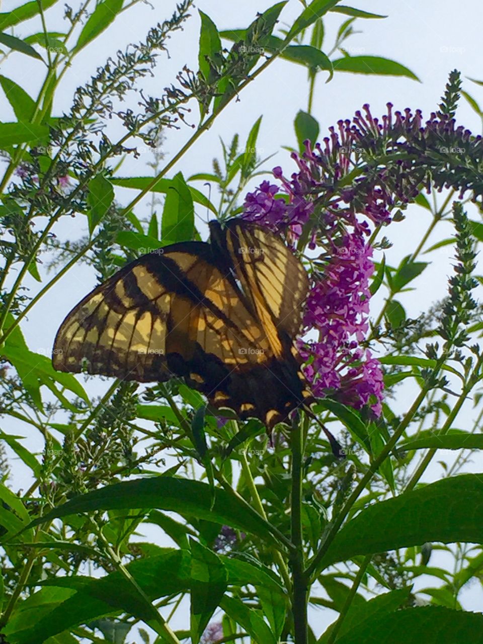 Closeup of a yellow and black butterfly on a lavender butterfly bush with blossoms that the butterfly is feeding off of.