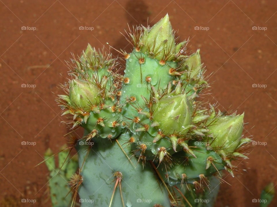 Southern Utah Cactus 2