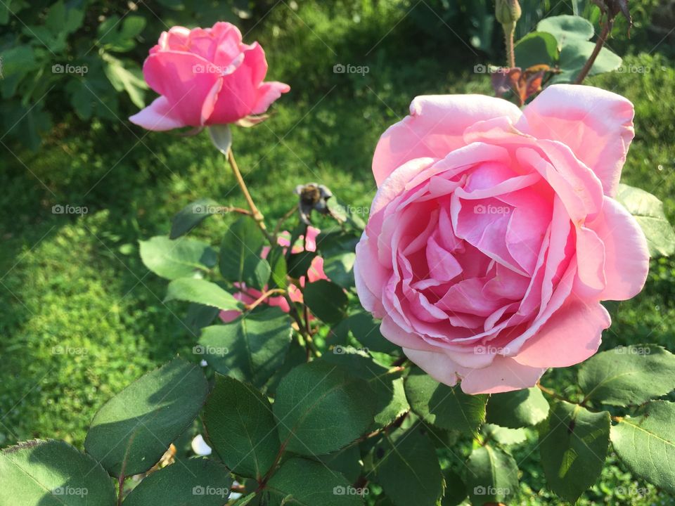 Flower, Flora, Nature, Leaf, Rose