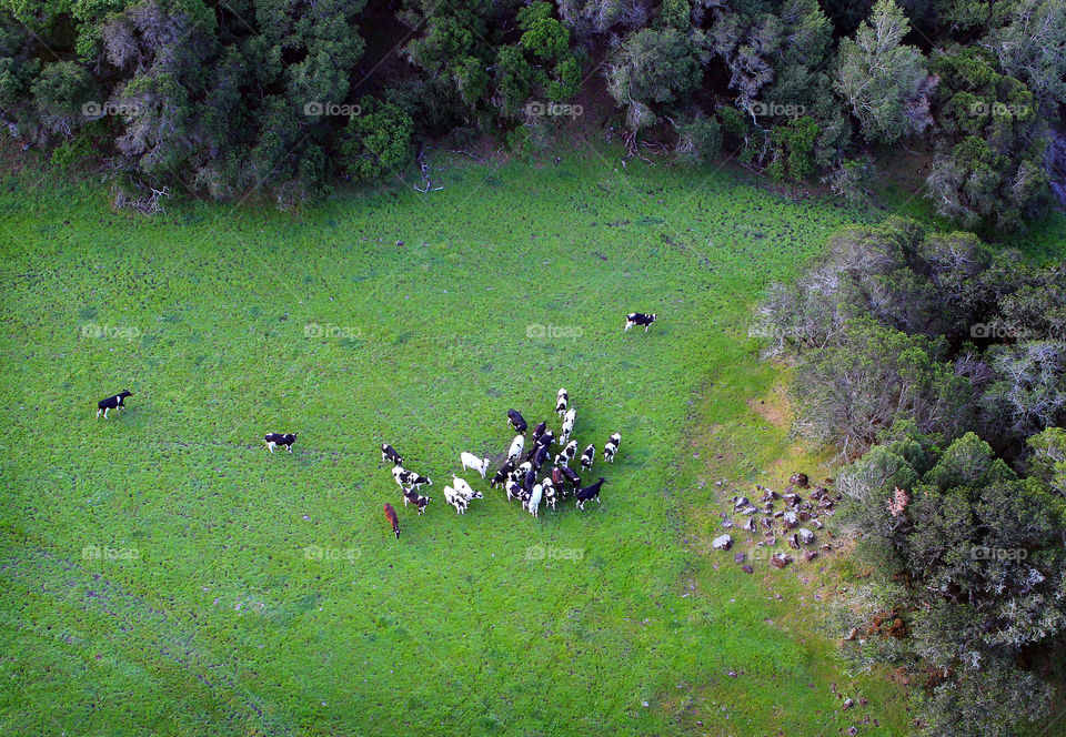 Looking Down on a Group of Cows
