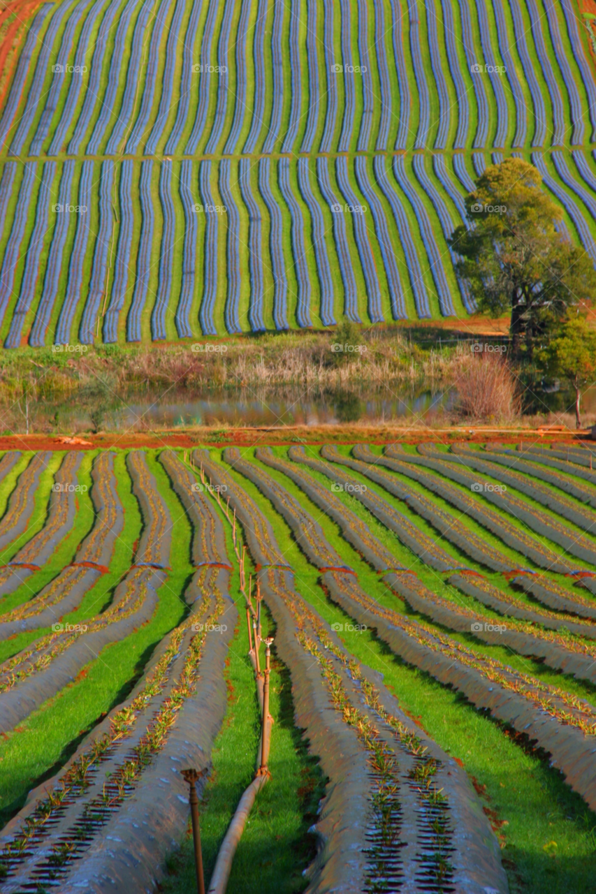 Cultivated strawberry field