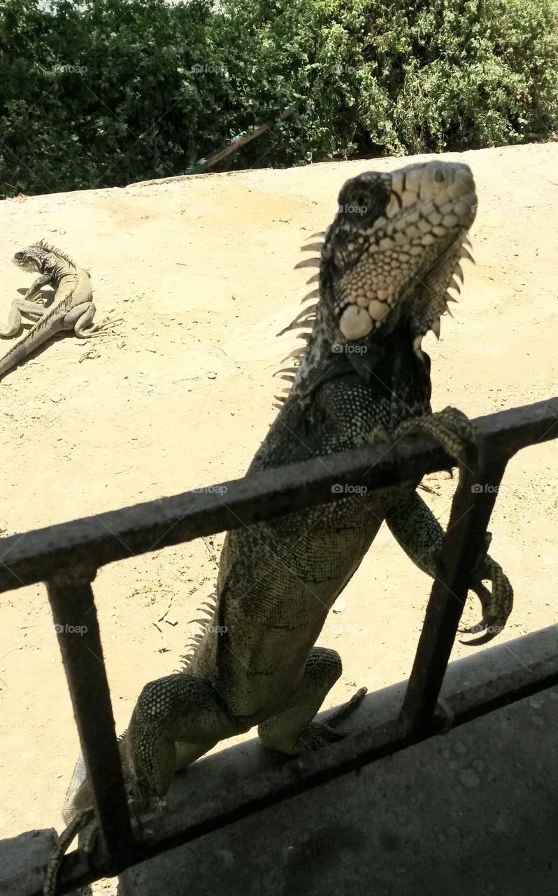 Iguana is watching you
