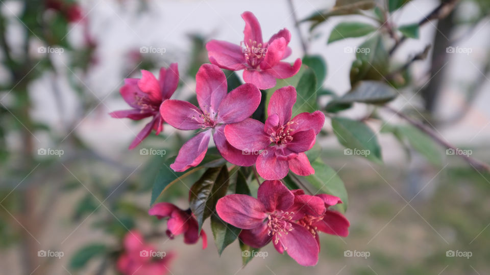 crabapple blooms