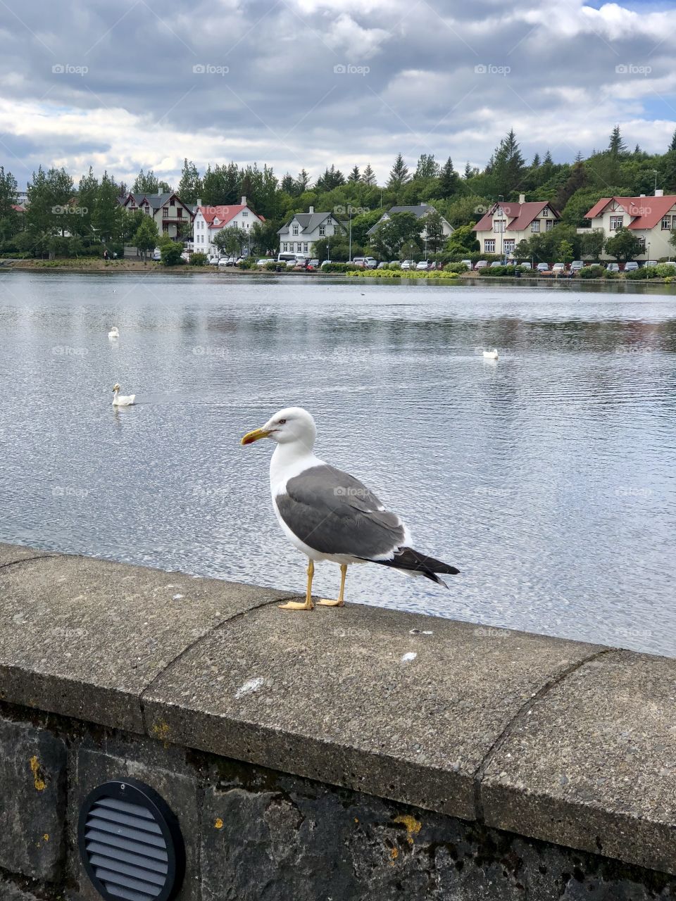 Seagull contemplating the pond in Reykjavik 
