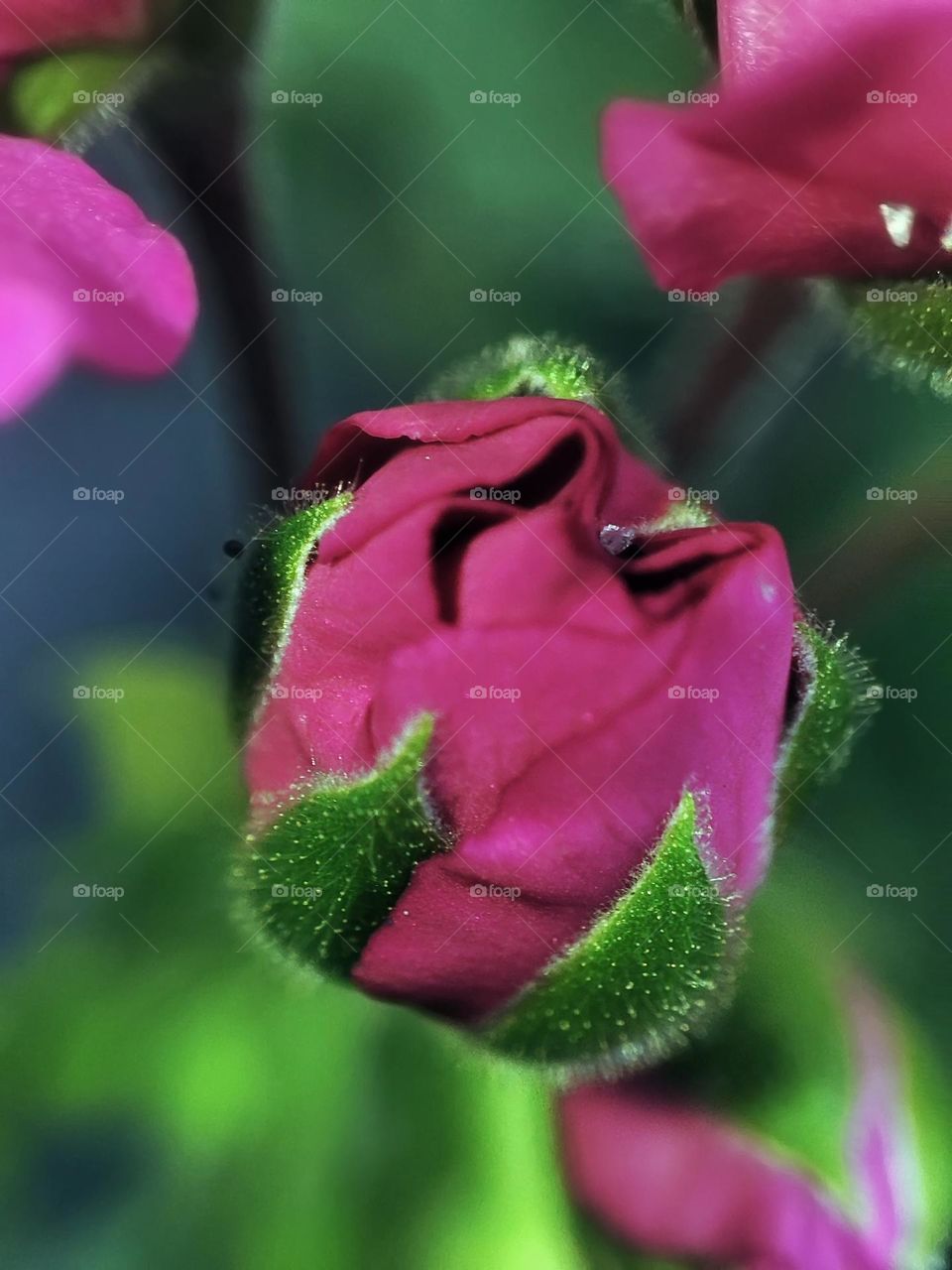 Macro photo of a flower growing in the garden