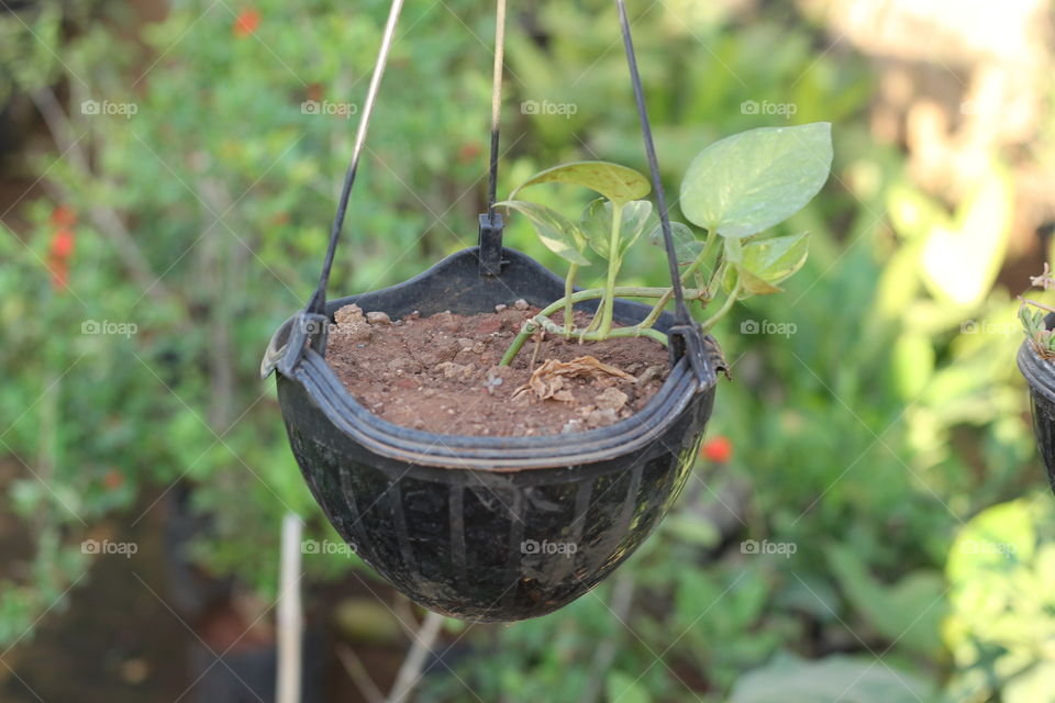 house plants in Port