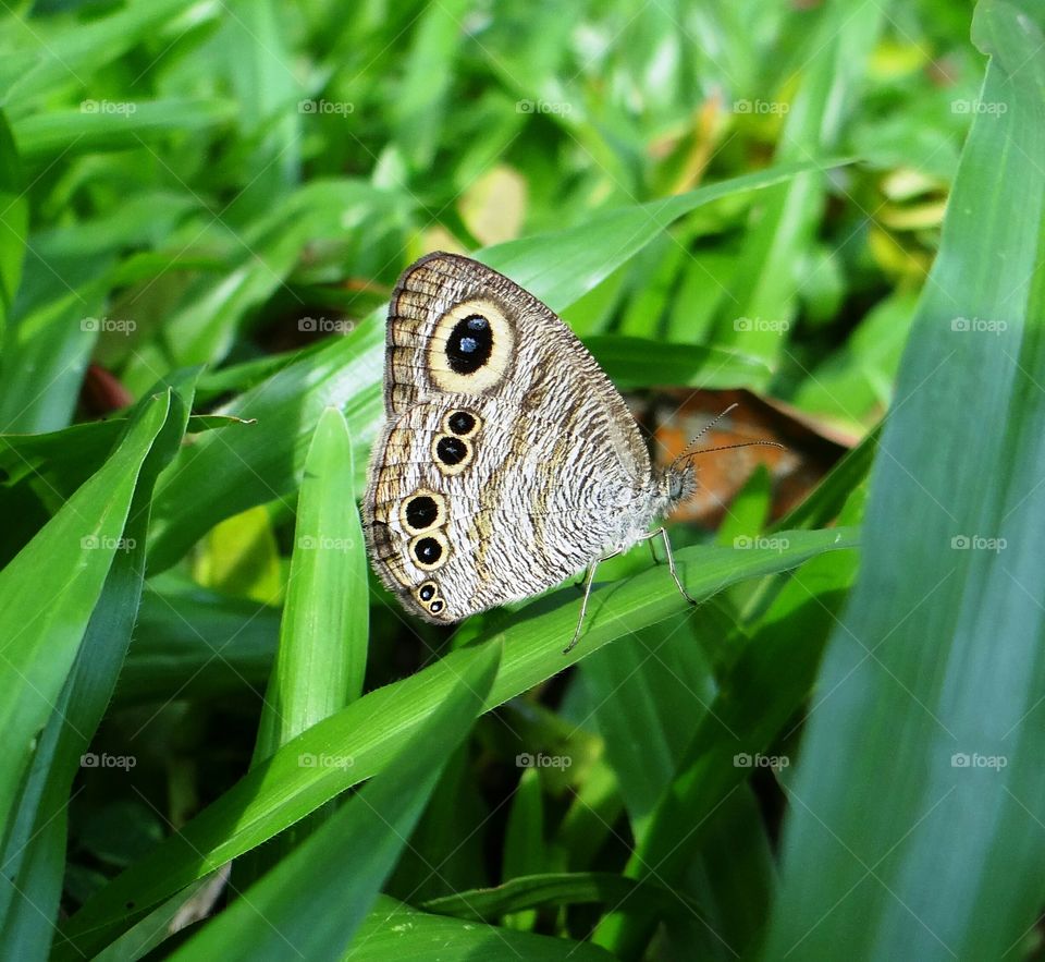Butterfly on the grass